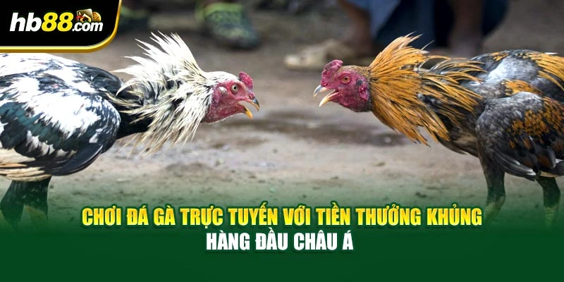 Chơi Đá Gà Trực Tuyến Với Tiền Thưởng Khủng Hàng Đầu Châu Á 