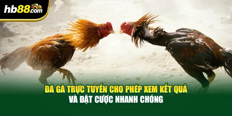 Đá gà trực tuyến cho phép xem kết quả và đặt cược nhanh chóng
