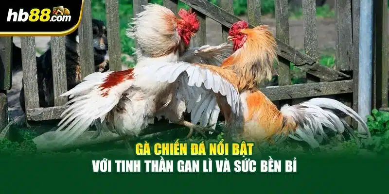 Gà chiến đá nổi bật với tinh thần gan lì và sức bền bỉ