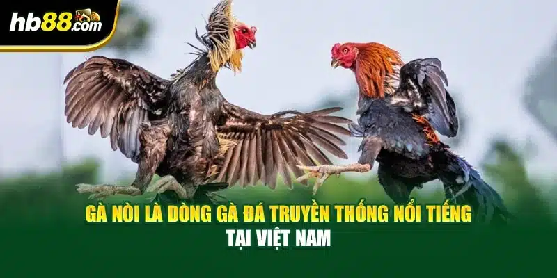 Gà nòi là dòng gà đá truyền thống nổi tiếng tại Việt Nam