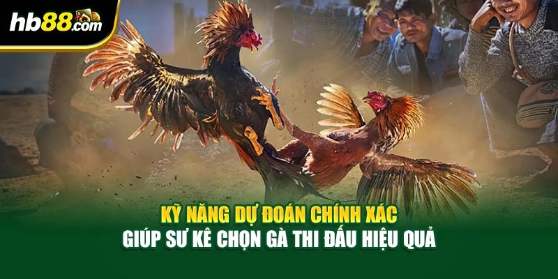Kỹ năng dự đoán chính xác giúp sư kê chọn gà thi đấu hiệu quả