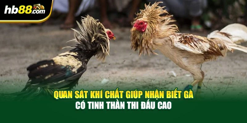 Quan sát khí chất giúp nhận biết gà có tinh thần thi đấu cao