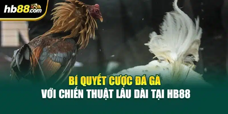 Bí Quyết Cược Đá Gà Với Chiến Thuật Lâu Dài Tại HB88