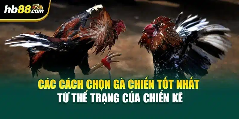 Các cách chọn gà chiến tốt nhất từ thể trạng của chiến kê