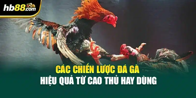 Chiến Lược Đá Gà Hiệu Quả – Cách Tăng Tỷ Lệ Thắng Tại HB88 3 Các chiến lược đá gà hiệu quả từ cao thủ hay dùng