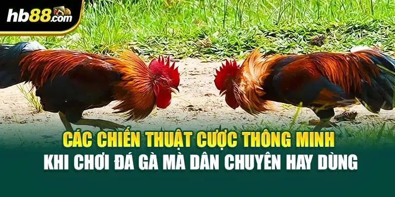 Các chiến thuật cược thông minh khi chơi đá gà mà dân chuyên hay dùng