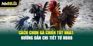 Cách Chọn Gà Chiến Tốt Nhất: Hướng Dẫn Chi Tiết Từ HB88