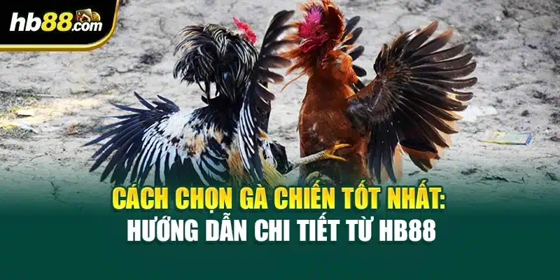 Cách Chọn Gà Chiến Tốt Nhất: Hướng Dẫn Chi Tiết Từ HB88