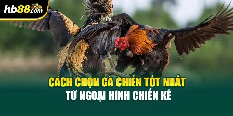 Cách chọn gà chiến tốt nhất từ ngoại hình chiến kê