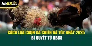 Cách Lựa Chọn Gà Chiến Đá Tốt Nhất 2025 – Bí Quyết Từ HB88