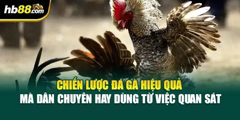 Chiến Lược Đá Gà Hiệu Quả – Cách Tăng Tỷ Lệ Thắng Tại HB88 4 Chiến lược đá gà hiệu quả mà dân chuyên hay dùng từ việc quan sát