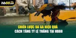 Chiến Lược Đá Gà Hiệu Quả – Cách Tăng Tỷ Lệ Thắng Tại HB88