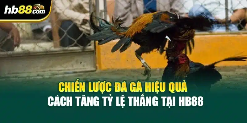 Chiến Lược Đá Gà Hiệu Quả – Cách Tăng Tỷ Lệ Thắng Tại HB88 1 Chiến Lược Đá Gà Hiệu Quả – Cách Tăng Tỷ Lệ Thắng Tại HB88