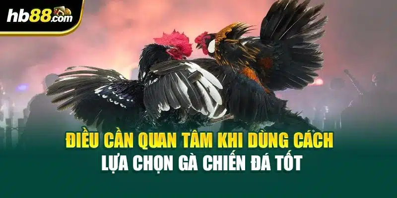 Điều cần quan tâm khi dùng cách lựa chọn gà chiến đá tốt