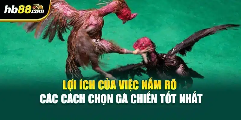 Lợi ích của việc nắm rõ các cách chọn gà chiến tốt nhất