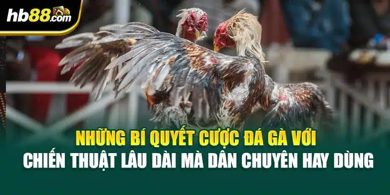 Những bí quyết cược đá gà với chiến thuật lâu dài mà dân chuyên hay dùng