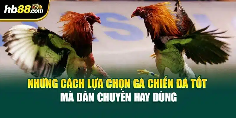 Những cách lựa chọn gà chiến đá tốt mà dân chuyên hay dùng