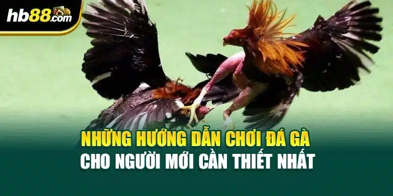 Những hướng dẫn chơi đá gà cho người mới cần thiết nhất