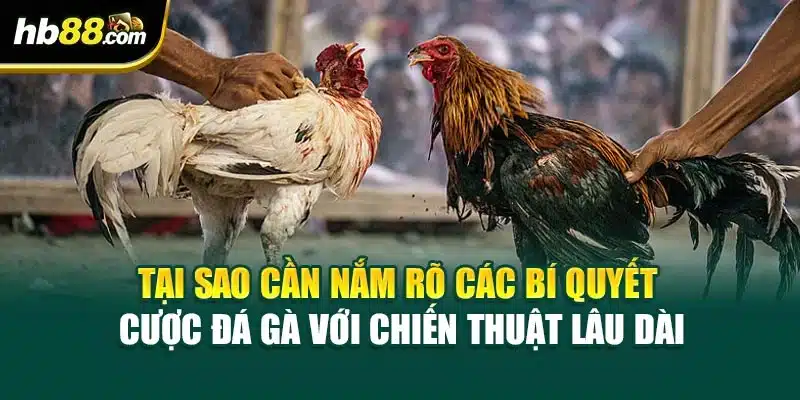 Tại sao cần nắm rõ các bí quyết cược đá gà với chiến thuật lâu dài