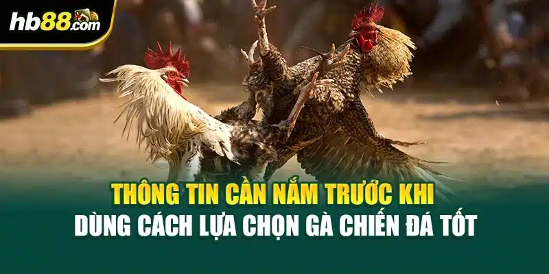 Thông tin cần nắm trước khi dùng cách lựa chọn gà chiến đá tốt