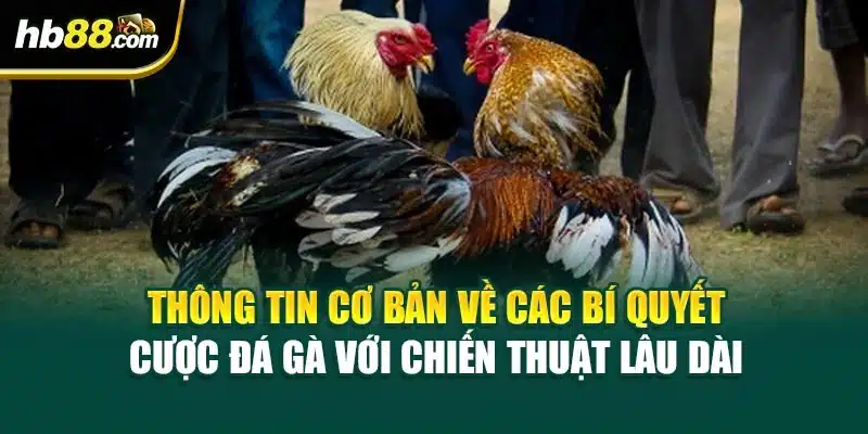 Thông tin cơ bản về các bí quyết cược đá gà với chiến thuật lâu dài