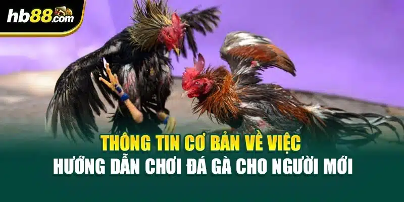 Thông tin cơ bản về việc hướng dẫn chơi đá gà cho người mới